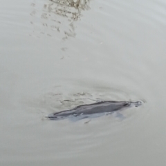 Ornithorhynchus anatinus (Platypus) at Jerrabomberra Wetlands - 5 Jun 2024 by Delegascribble