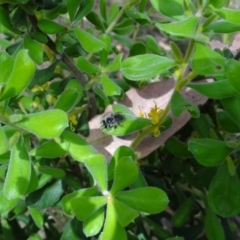 Leioproctus (Cladocerapis) sp. (genus & subgenus) (Persoonia Bee) at Denman Prospect 2 Estate Deferred Area (Block 12) - 31 Dec 2022 by Miranda