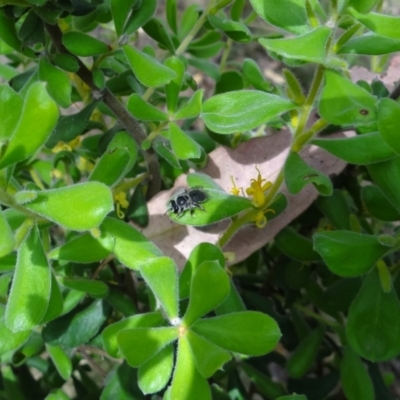 Leioproctus (Cladocerapis) sp. (genus & subgenus) (Persoonia Bee) at Denman Prospect 2 Estate Deferred Area (Block 12) - 31 Dec 2022 by Miranda