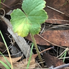 Hydrocotyle laxiflora (Stinking Pennywort) at Lyons, ACT - 2 Jun 2024 by GregC