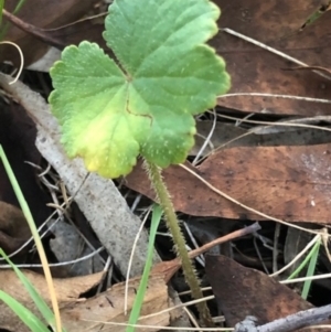 Hydrocotyle laxiflora at Oakey Hill - 2 Jun 2024 04:38 PM