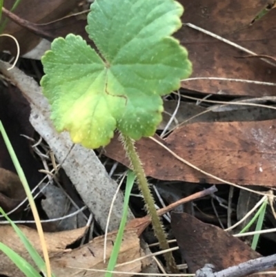 Hydrocotyle laxiflora (Stinking Pennywort) at Lyons, ACT - 2 Jun 2024 by GregC