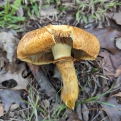 Gymnopilus junonius at Holder, ACT - 4 Jun 2024