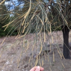 Allocasuarina verticillata (Drooping Sheoak) at Duffy, ACT - 4 Jun 2024 by Miranda