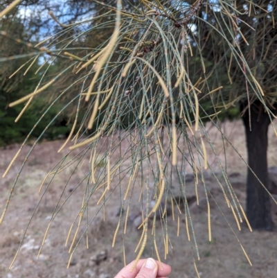 Allocasuarina verticillata (Drooping Sheoak) at Duffy, ACT - 4 Jun 2024 by Miranda