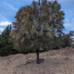 Allocasuarina verticillata at Duffy, ACT - 4 Jun 2024