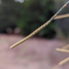 Allocasuarina verticillata at Duffy, ACT - 4 Jun 2024