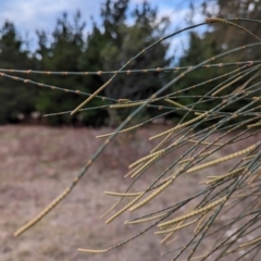 Allocasuarina verticillata at Duffy, ACT - 4 Jun 2024 04:29 PM