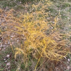 Asparagus officinalis (Asparagus) at Hackett, ACT - 5 Jun 2024 by SteveBorkowskis