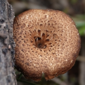 Lentinus arcularius at Hall, ACT - 4 Jun 2024 01:13 PM