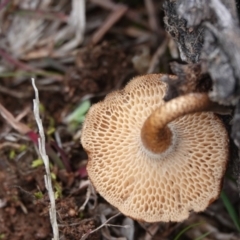 Lentinus arcularius at Hall, ACT - 4 Jun 2024 01:13 PM