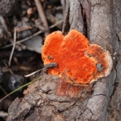 Trametes coccinea (Scarlet Bracket) at Hall, ACT - 4 Jun 2024 by Anna123