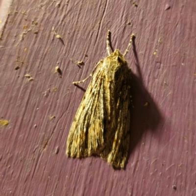 Chlenias banksiaria group (A Geometer moth) at Captains Flat, NSW - 5 Jun 2024 by Csteele4