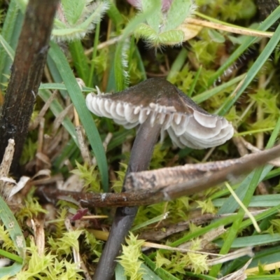 Mycena sp. (genus) (Mycena) at Hall, ACT - 4 Jun 2024 by Anna123