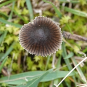 Mycena sp. at Hall, ACT - 4 Jun 2024 12:50 PM