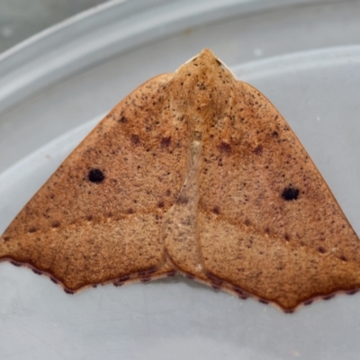 Gynopteryx ada (Orange Point-moth) at Moruya, NSW - 5 Jun 2024 by LisaH