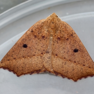 Unidentified Moth (Lepidoptera) at Broulee Moruya Nature Observation Area - 5 Jun 2024 by LisaH