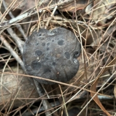 Unidentified Fungus at Broulee Moruya Nature Observation Area - 4 Jun 2024 by LisaH