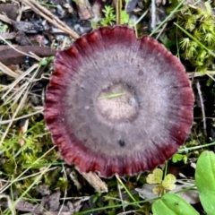 Sanguinoderma rude (Red-staining Stalked Polypore) at Broulee Moruya Nature Observation Area - 4 Jun 2024 by LisaH