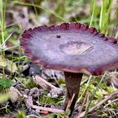 Sanguinoderma rude at Broulee Moruya Nature Observation Area - suppressed