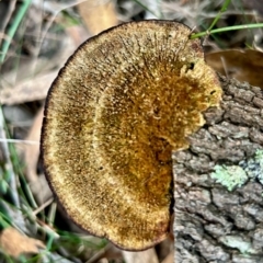 Unidentified Shelf-like to hoof-like & usually on wood at Broulee Moruya Nature Observation Area - 4 Jun 2024 by LisaH