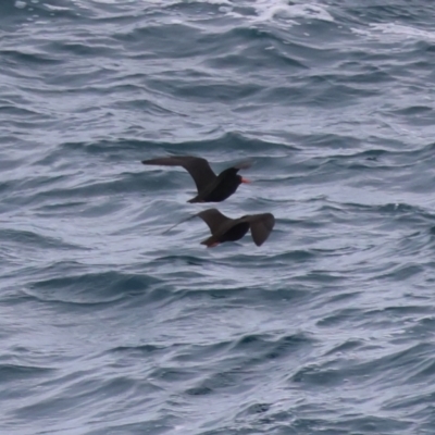 Haematopus fuliginosus (Sooty Oystercatcher) at Batemans Marine Park - 5 Jun 2024 by LisaH