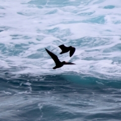 Haematopus fuliginosus at Batemans Marine Park - 5 Jun 2024