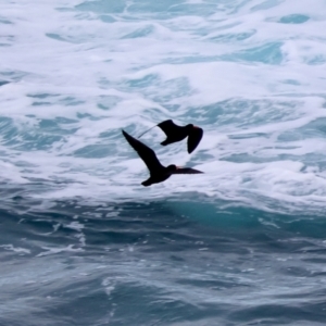 Haematopus fuliginosus at Batemans Marine Park - 5 Jun 2024