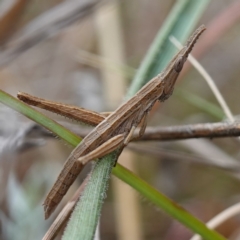 Keyacris scurra (Key's Matchstick Grasshopper) at Dalton, NSW - 5 Jun 2024 by RobG1