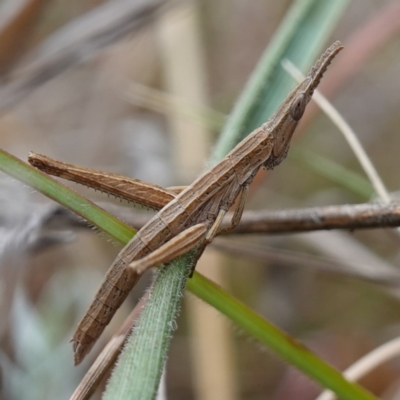 Keyacris scurra (Key's Matchstick Grasshopper) at Dalton, NSW - 5 Jun 2024 by RobG1