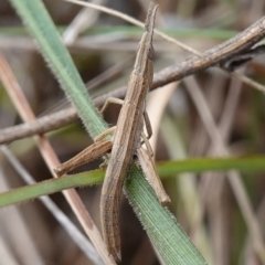 Keyacris scurra at Dalton, NSW - 5 Jun 2024 11:12 AM