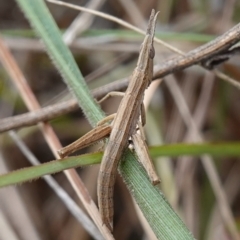 Keyacris scurra at Dalton, NSW - 5 Jun 2024