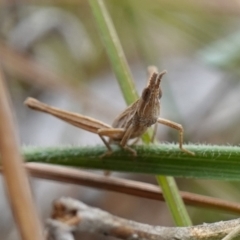 Keyacris scurra at Dalton, NSW - 5 Jun 2024