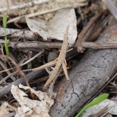 Keyacris scurra at Dalton, NSW - 5 Jun 2024