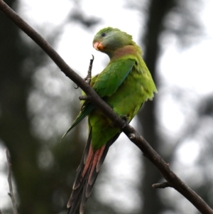 Polytelis swainsonii (Superb Parrot) at Lake Tuggeranong by davidcunninghamwildlife