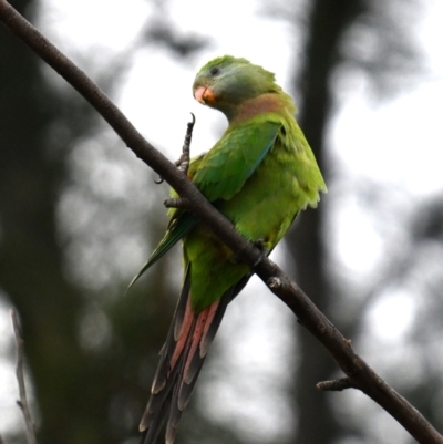 Polytelis swainsonii (Superb Parrot) at Kambah, ACT - 30 May 2024 by davidcunninghamwildlife