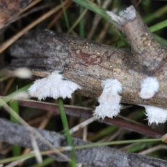 Schizophyllum commune (Split Gill Fungus) at Moruya, NSW - 5 Jun 2024 by LisaH
