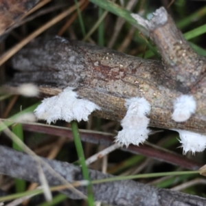 Schizophyllum commune at Broulee Moruya Nature Observation Area - 5 Jun 2024