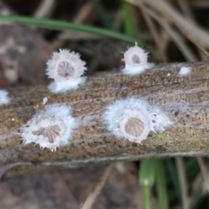 Schizophyllum commune at Broulee Moruya Nature Observation Area - 5 Jun 2024