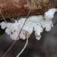 Schizophyllum commune at Broulee Moruya Nature Observation Area - 5 Jun 2024