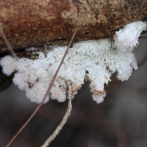 Schizophyllum commune at Broulee Moruya Nature Observation Area - 5 Jun 2024