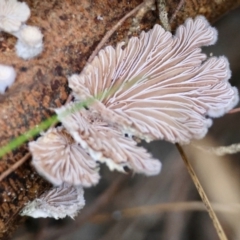 Schizophyllum commune at Broulee Moruya Nature Observation Area - 5 Jun 2024