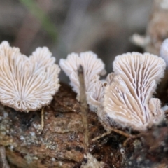 Schizophyllum commune at Broulee Moruya Nature Observation Area - 5 Jun 2024