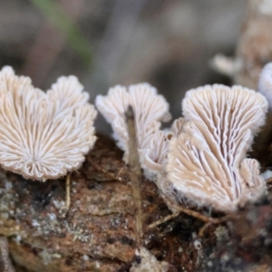 Schizophyllum commune at Broulee Moruya Nature Observation Area - 5 Jun 2024