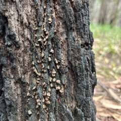 Unidentified Shelf-like to hoof-like & usually on wood at Broulee Moruya Nature Observation Area - 4 Jun 2024 by LisaH