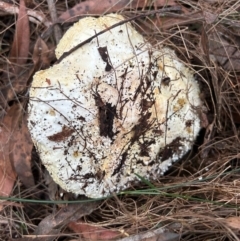 Amanita sp. (Amanita sp.) at Broulee Moruya Nature Observation Area - 5 Jun 2024 by LisaH