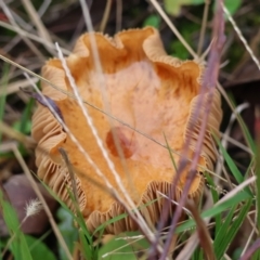 Unidentified Cap on a stem; gills below cap [mushrooms or mushroom-like] at Broulee Moruya Nature Observation Area - 5 Jun 2024 by LisaH