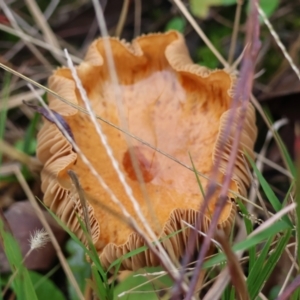 Unidentified Cap on a stem; gills below cap [mushrooms or mushroom-like] at suppressed by LisaH