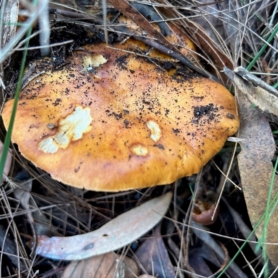 Unidentified Cap on a stem; gills below cap [mushrooms or mushroom-like] at Broulee Moruya Nature Observation Area - 4 Jun 2024 by LisaH