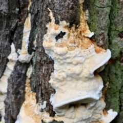 Unidentified Fungus at Broulee Moruya Nature Observation Area - 5 Jun 2024 by LisaH